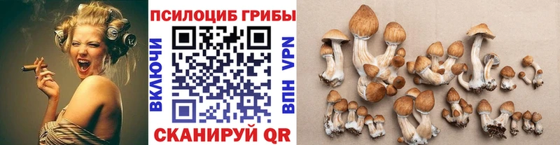 мега онион Сурск Галлюциногенные грибы Cubensis
